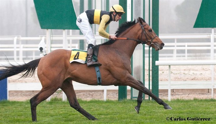 Turf en el Hipódromo de la Zarzuela