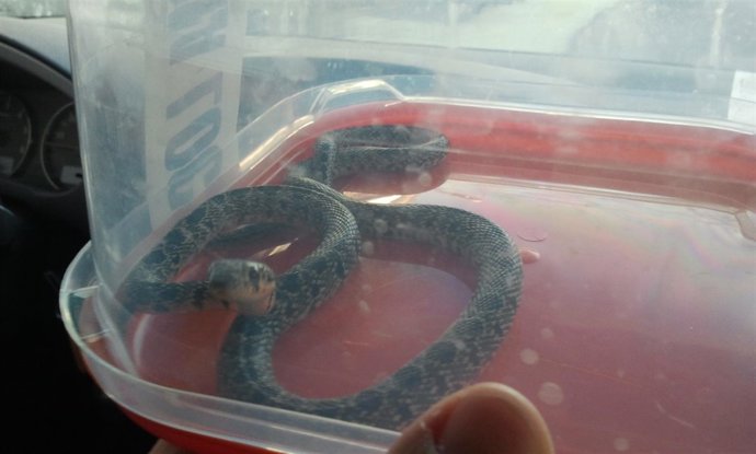 Culebra de herradura capturada