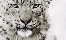 Leopardo asiático de las nieves 