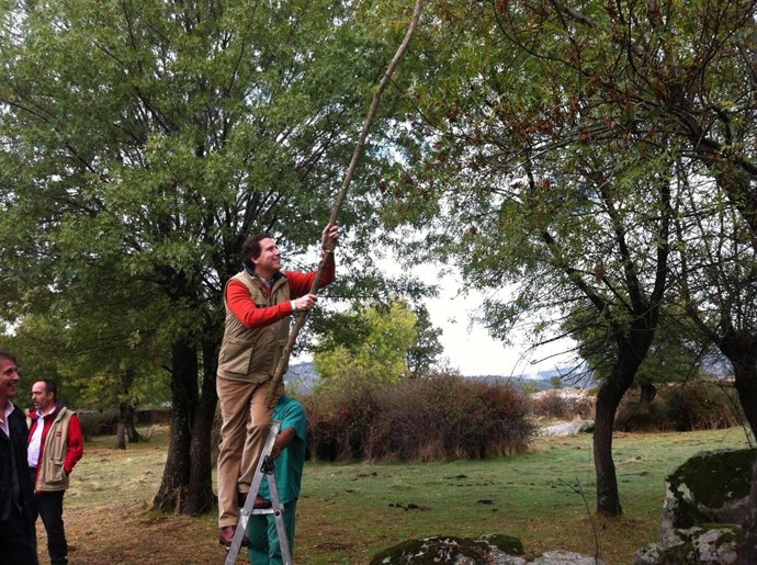 Borja Sarasola, en labores de reforestación