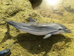 Cría de delfin listado muerta