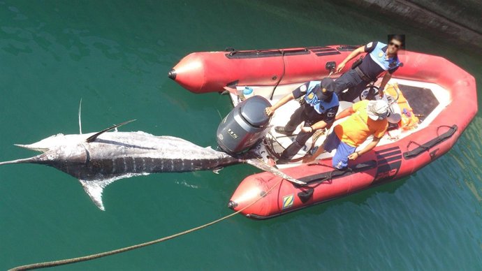 Pez de 300 kilos encontrado muerto en Papagayo