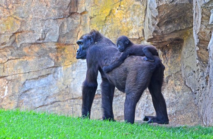 El primer gorila nacido en Bioparc Valencia, cumple 1 año 