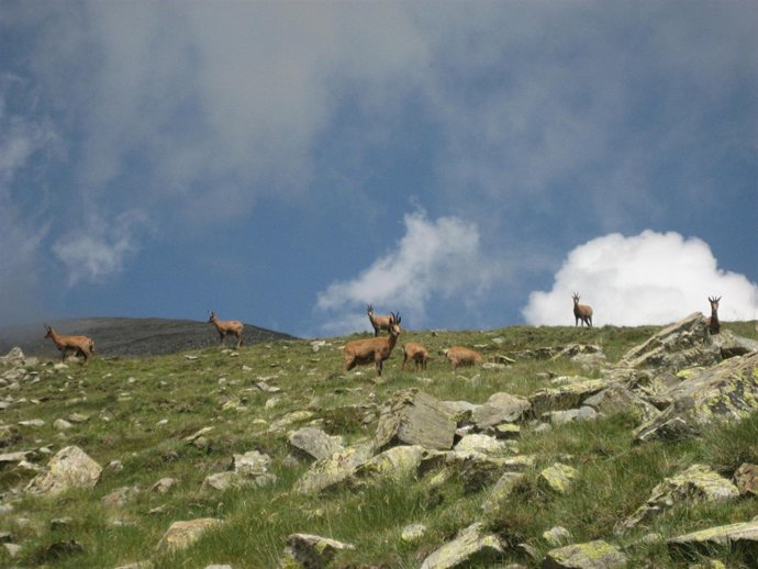 Población de rebecos en la reserva catalana de Freser-Setcases