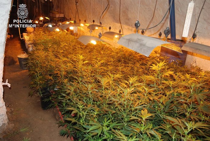 Operación Leonardo de marihuana