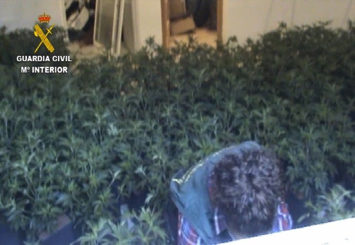 Parte de la plantación de marihuana incautada