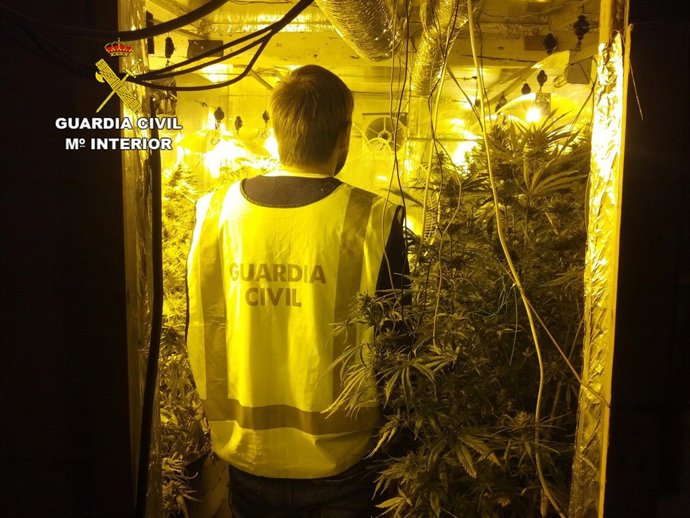 Marihuana intervenida en Vega