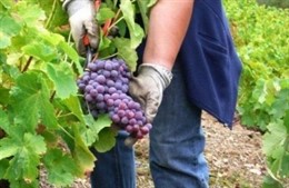 Fiesta de la Vendimia de Liébana