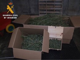 Parte de la marihuana intervenida