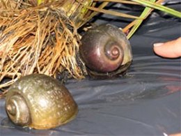 El Caracol Manzana