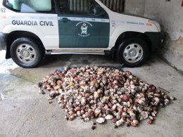 Setas intervenidas a los detenidos en la 'Operación Espora'