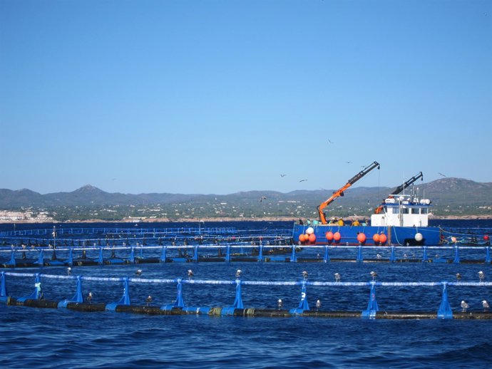 Granja De Engorde De Atún Rojo En L'ametlla De Mar