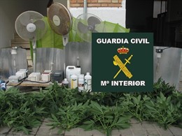 Cultivo de marihuana 