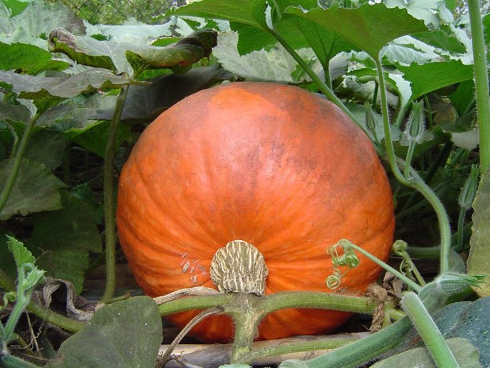 Calabaza