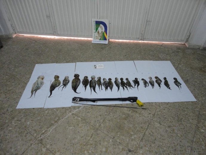 Ejemplares de pulpo capturados ilegalmente en Roquetas de Mar