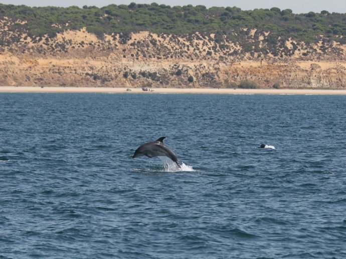 Imagen de un delfín mular en el Golfo de Cádiz