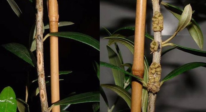 Efecto preventivo del fungicida en un plantón de olivo inoculado con la enfermed