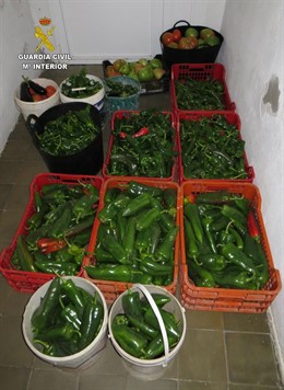 Imagen de los pimientos y tomates encontrados