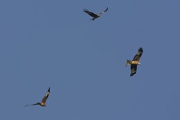 Ejemplares de milano real