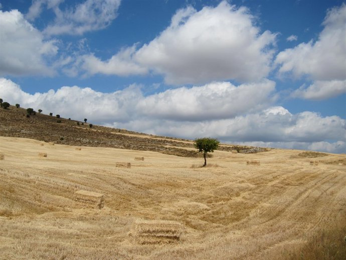 Campo De Cultivo, Cereal, Rural, Cosecha, Verano