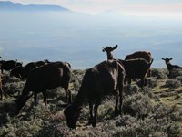 Más de 1.800 cabezas de ganado se dan cita en la feria de Todos los Santos