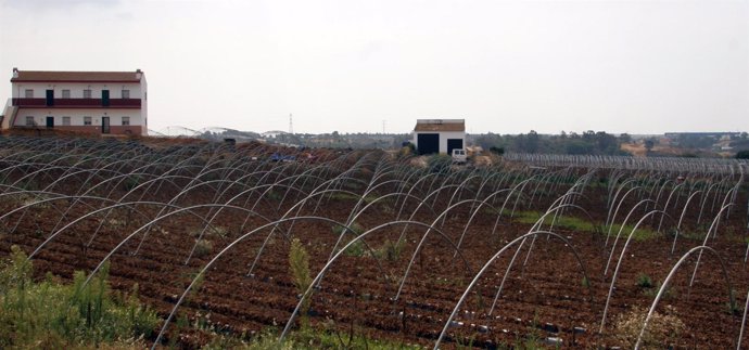 Plantaciones de fresas en Huelva