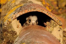 Nido cernícalo primilla, Extremadura