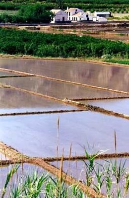 El cultivo de arroz en la Región incrementa este año su producción un 9%