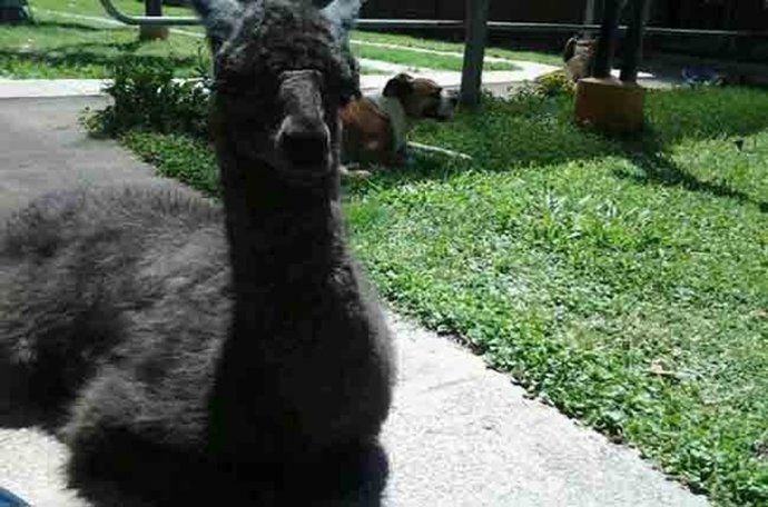 Una llama viajera en el tranvía de Bordeaux 