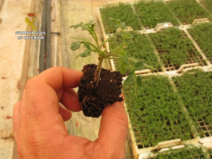 Uno de los plantones de tomate intervenidos