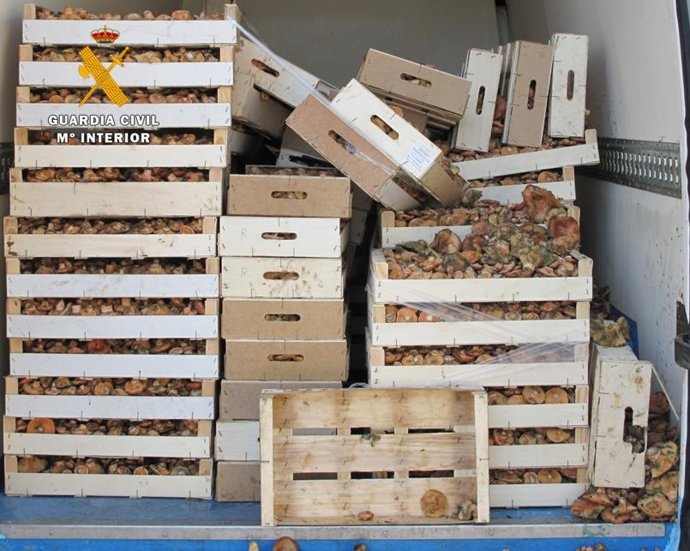 Níscalos aprehendidos