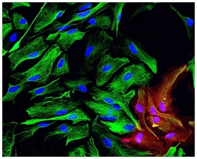 La exposición Pinacoteca de la ciència 2013 en el IHMC