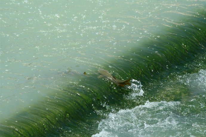 Peces remontando obstáculos en el Segura