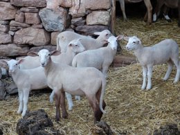 La agroescapada incluye visitas a explotaciones ganaderas