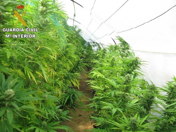 Plantación de marihuana en Olocau (Valencia)