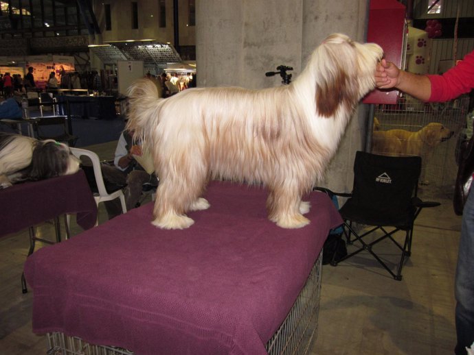 Uno de los perros participantes en Mi Mascota en Fycma