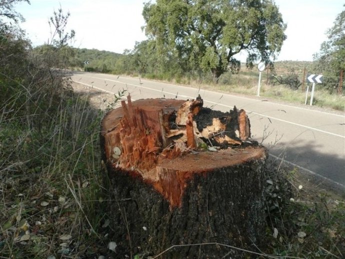 Encina talada en la carretera que une Zalamea La Real con Berrocal en Huelva.
