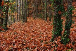 Otoño Mágico Ambroz