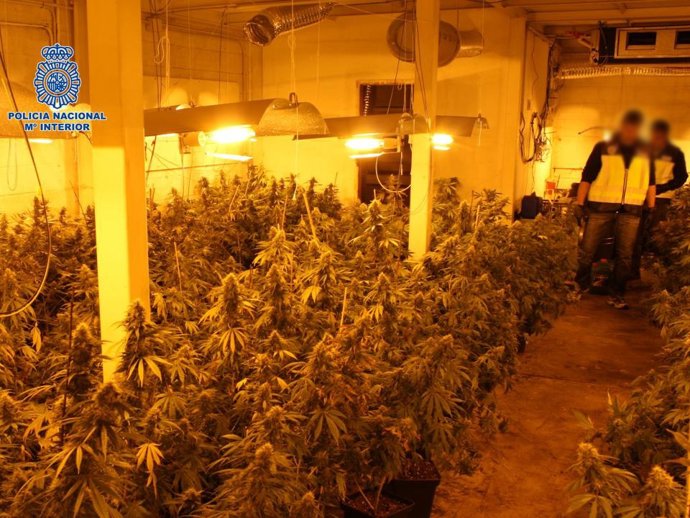 Marihuana en una nave de Jun (Granada)