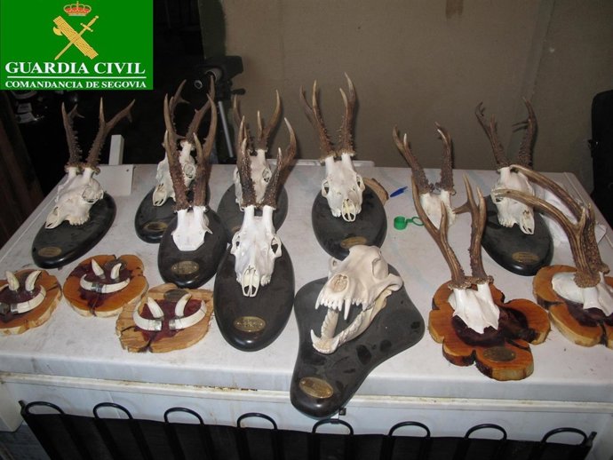 Trofeos de caza intervenidos