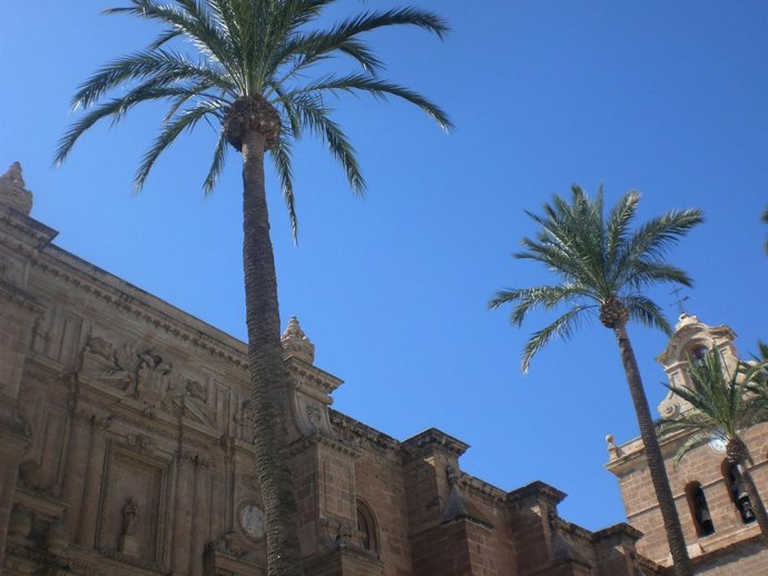 Palmeras en la plaza de la catedral de Almería