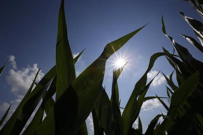 Plantación de maíz en Dixon, Illinois