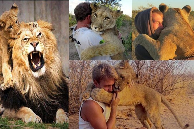 Una leona que se comporta como una gata 