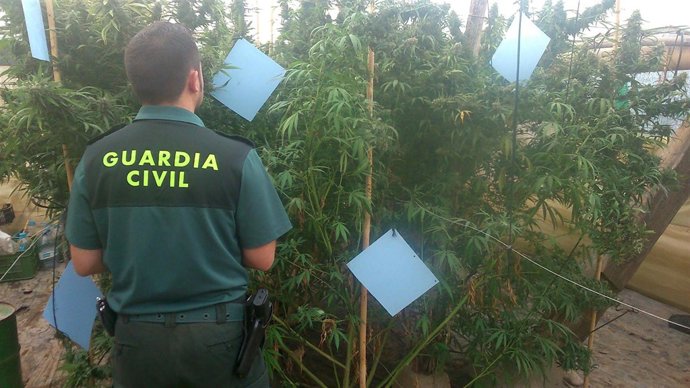 Plantas de marihuana decomisadas en la Rambla Bernal de El Ejido