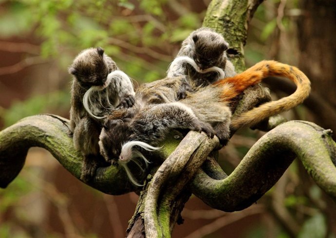 Monos del Amazonas