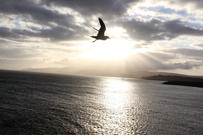 Suelta pardelas Barranco de Guerepe