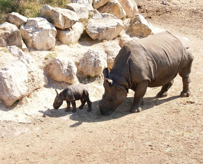 Rinocerontes en Terra natura