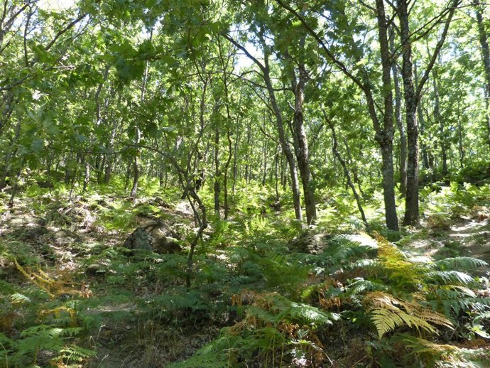 Bosque, árboles, madera, robles, helechos