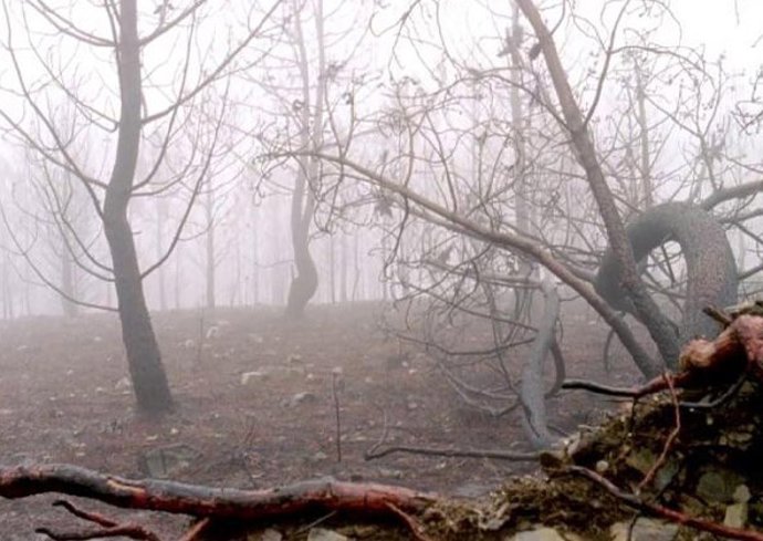 Centro de Estudios Andaluces en el SEFF