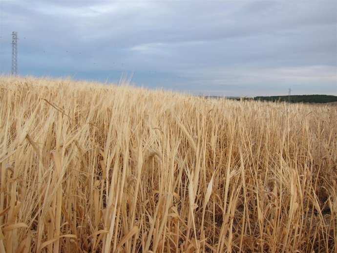 Cereales, Cultivo, Campo